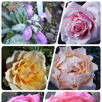 ピンクのミニバラの画像 by Chieko☆さん | 殆ど病気薔薇吉と大好きと美しい♡とおうち園芸と素敵な色とピンクのミニバラと素敵な香りと美しいと可愛いと綺麗な色♡と花のある暮らしと綺麗な色