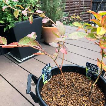 ブルーベリーの苗木の投稿画像一覧 Greensnap グリーンスナップ