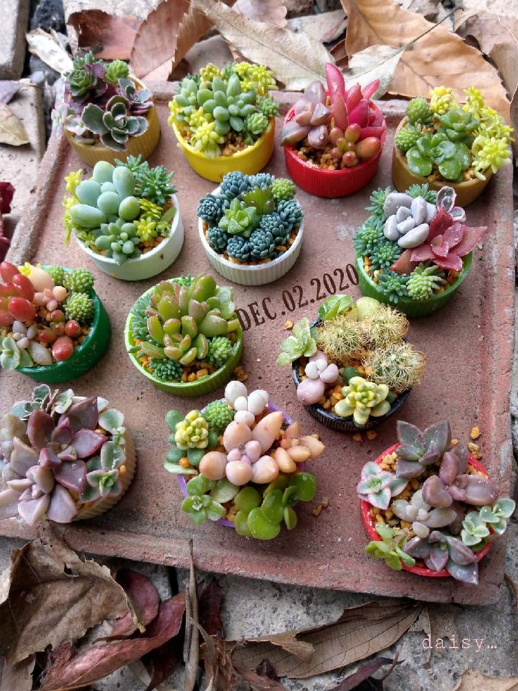 いろいろセダムの投稿画像 By Daisy さん 多肉植物と寄植初心者とおうち園芸とセダム寄植えとセダム好きとペットボトルキャップとペットキャップ とテラスと多肉植物と寄植初心者とおうち園芸とセダム寄植えとセダム好きとペットボトルキャップ 月12月2日