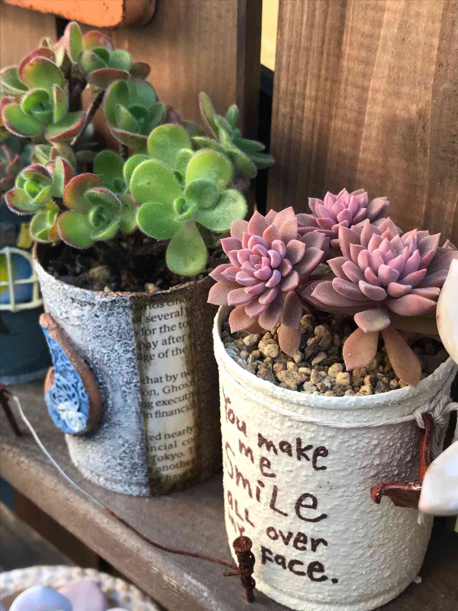 スプリングワンダー×銀天女の一覧｜🍀GreenSnap（グリーンスナップ）