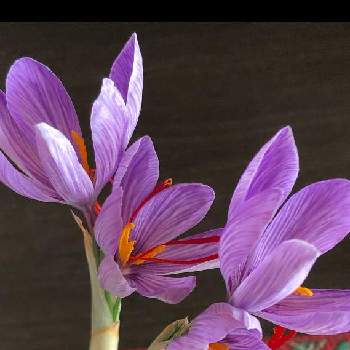 サフランの花 の投稿画像一覧 Greensnap グリーンスナップ