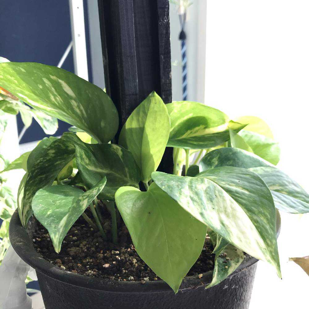 ポトスタワーに初挑戦の巻 Greensnap グリーンスナップ