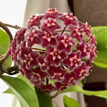 ホヤ プビカリクスの投稿画像一覧 Greensnap グリーンスナップ