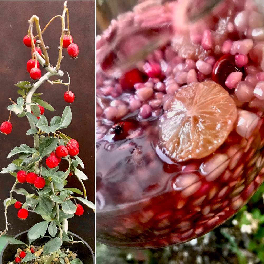 サンザシの投稿画像 By Keissさん 果樹と収穫と秋の味覚と果実酒 月12月2日 Greensnap グリーンスナップ