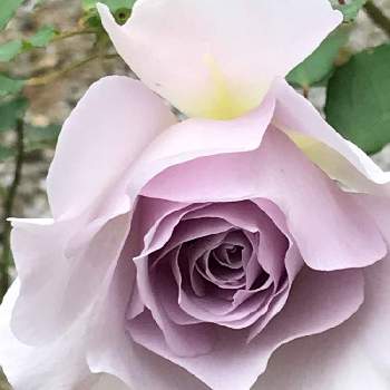 バラの小道の画像 by pipiさん | 窓辺とニューウェーブとバラの小道とパープルとパープルのバラとおうち園芸と今日のお花と我家の花達と花のある暮らし