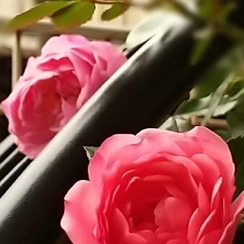 ドリフトローズ アプリコットの画像 by kikorinさん | 小さな庭とドリフトローズ アプリコットと咲いてくれてありがとう❤と新型コロナウィルスに負けるなとおうち園芸と元気もらえると鉢植えと私の癒し系達♡と花のある暮らしとかわいい❤