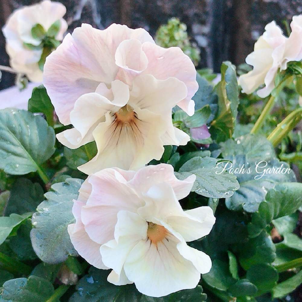 フリル咲きパンジー シエルブリエの投稿画像 By Poohさん フリル咲きパンジー シエルブリエとかわいい と花日和オリジナルとかわいい と花日和オリジナル 月12月2日 Greensnap グリーンスナップ Greensnap グリーンスナップ