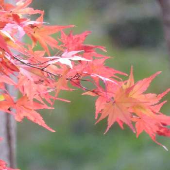 イロハモミジの紅葉の画像 by シナモンさん | お出かけ先と狭山公園とモミジ♪とイロハモミジ。と紅葉（こうよう）と綺麗と癒されるとイロハモミジの紅葉ともみじ紅葉