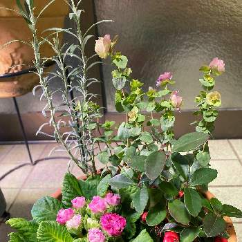 プレミアムジュリアン いちごのミルフィーユの画像 by ぽぽさん | 玄関とオレガノ ケントビューティーとチェッカーベリーとプレミアムジュリアン いちごのミルフィーユとやっぱりバラ咲きとおうち園芸とやっぱりピンクが好きと花のある暮らしとうどん県人会