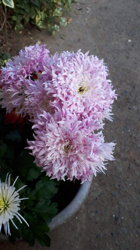お出かけ先の画像 by カヨさん | お出かけ先と菊 の花と神社にてと菊まつりと綺麗と可愛いと菊の花