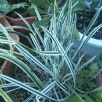 リボングラスの投稿画像一覧 Greensnap グリーンスナップ