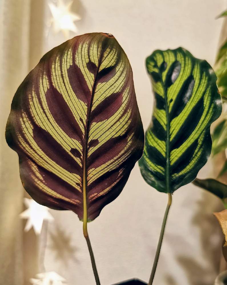 カラテアの投稿画像 By Arriettyさん 美しい葉っぱと観葉植物と夜のカラテアとカラテア マコヤナと植物の不思議 月12月2日 Greensnap グリーンスナップ