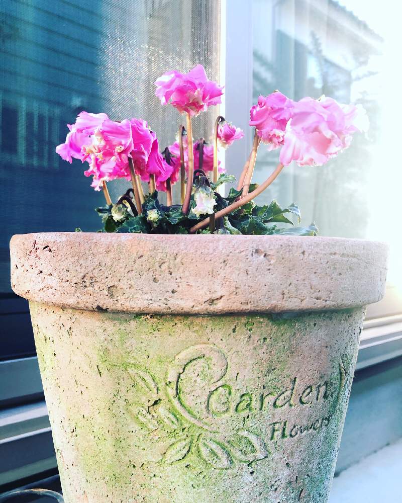 オリーブの木 の投稿画像 By ちいちい444さん ハーブとガーデニングと花のある暮らしとバラを楽しむ 月12月2日 Greensnap グリーンスナップ