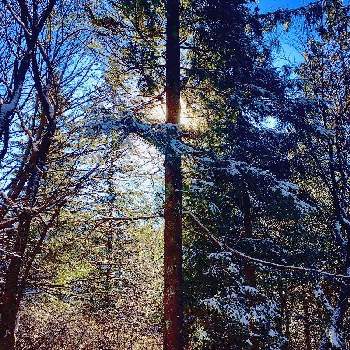 杉林。の画像 by 日曜大工さん | お出かけ先と雪景色と杉林。と里山大好き協会と山の中の景色