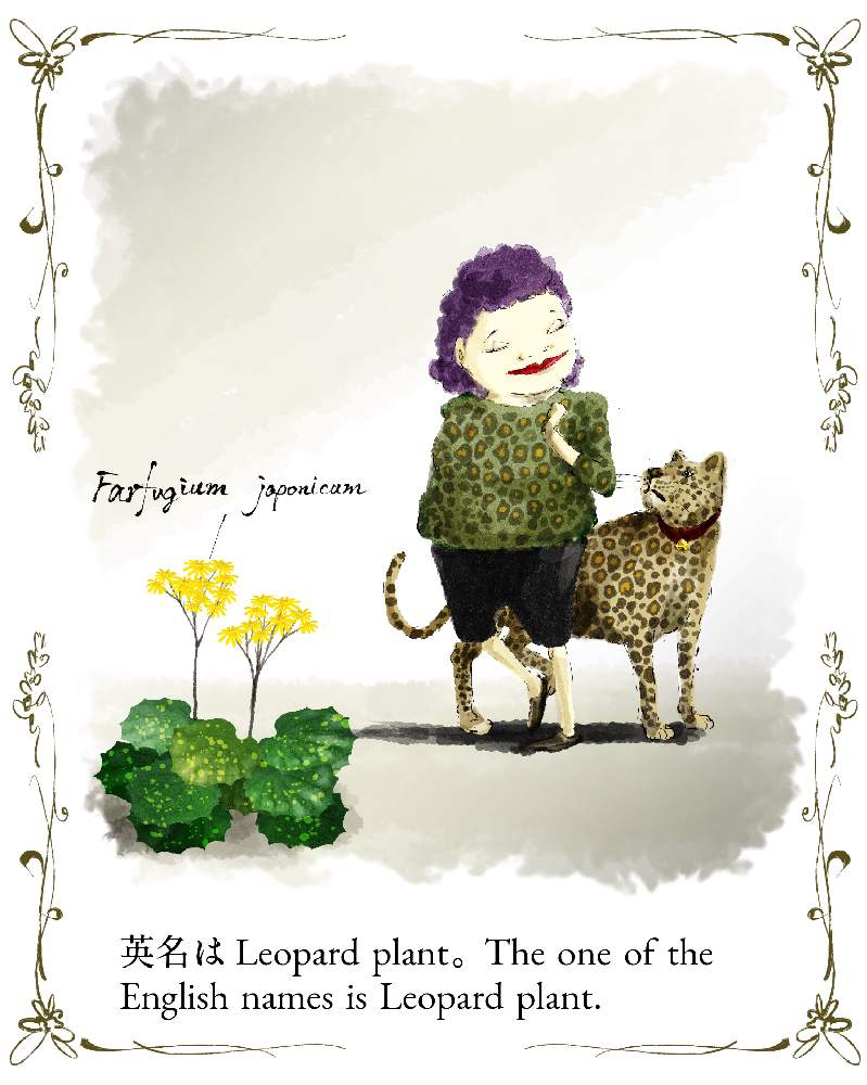 ツワブキの投稿画像 By Ichikawa Kazuhiroさん 斑入りツワブキとイラストと植物のイラスト 月12月 3日 Greensnap グリーンスナップ