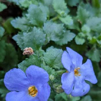 パコバの画像 by ジュリアーノさん | お出かけ先とパコバと青い花と青い花で忘年会2020と青紫の花と花のある暮らしと青い花マニアとチーム・ブルーとパコバ。と青い花が好きとチームブルーNo.086