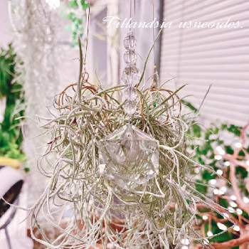 coolの画像 by アィリィさん | 部屋とチランジシアと観葉植物とcoolとインテリアと植物と可愛いとインテリア雑貨とT.ウスネオイデス
