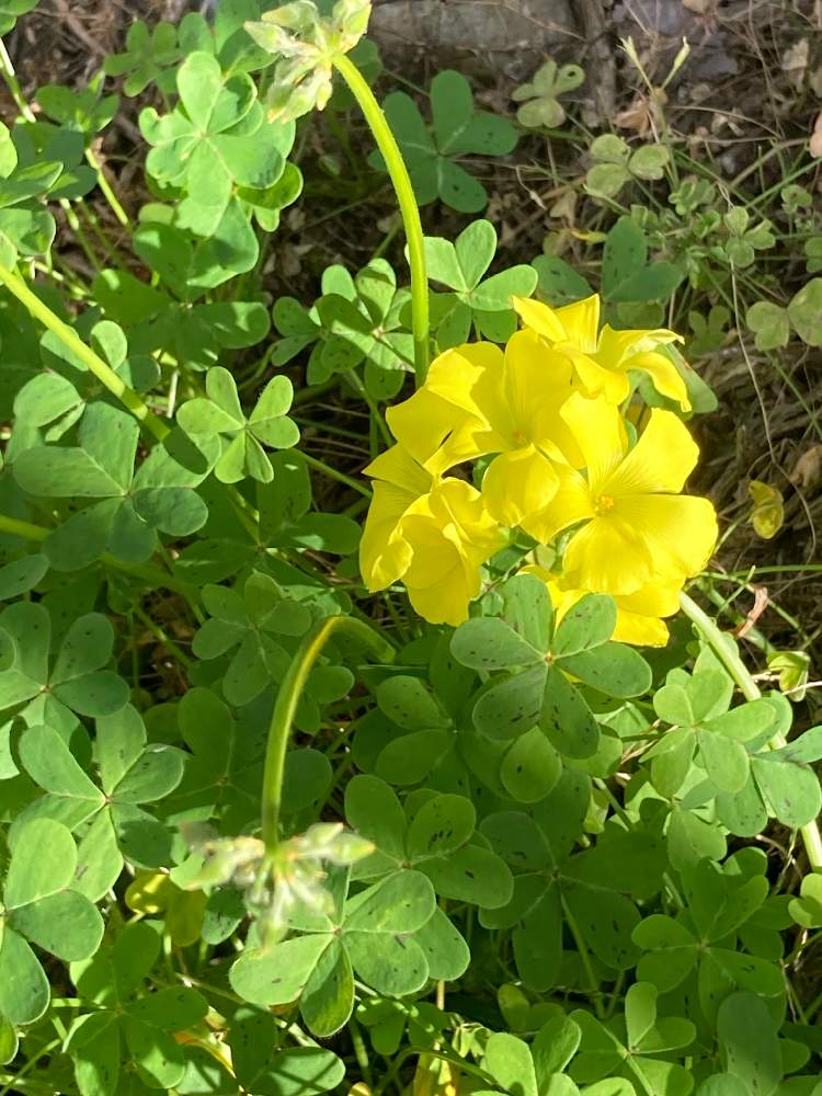 オキザリスの投稿画像 By Manabeさん キイロハナカタバミとオオキバナ カタバミとカタバミ科と外来生物と多年草とカタバミ科カタバミ属と維管束植物 月12月3日 Greensnap グリーンスナップ