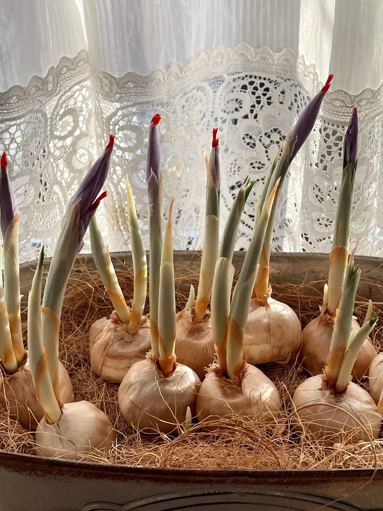 サフランの投稿画像 By じゅん坊さん 球根と花のある暮らしと夏植え球根とおうち園芸 月12月3日 Greensnap グリーンスナップ