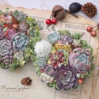エケベリア,多肉植物 寄せ植え,姫胡桃,タマラックコーン,バクリの画像