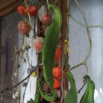 珍しい野菜の投稿画像一覧 Greensnap グリーンスナップ