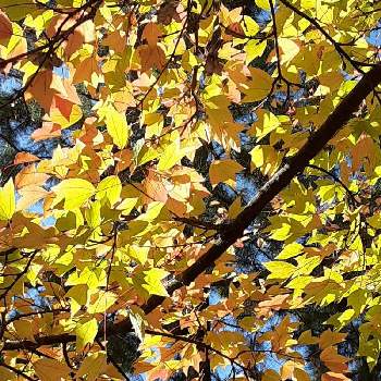 紅葉の秋の画像 by すなねこさん | 公園と紅葉の秋