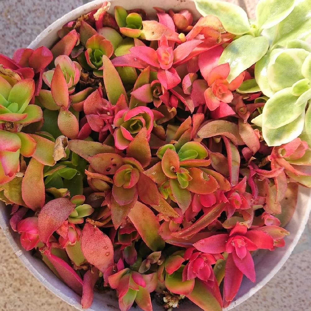 ベビーサンローズの投稿画像 By クリスさん 火祭りと多肉植物と多肉大好きと寄せ植えと紅葉する多肉とおうち園芸と多肉丼と小さな庭と1 000万枚突破と多肉鉢植え苗ケース希望と多肉植物と多肉大好きと寄せ植えと紅葉する多肉とおうち園芸と多肉丼と1 000万枚突破と多肉