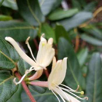 甘い香りの花の投稿画像一覧 Greensnap グリーンスナップ