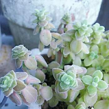 プレクトランサス属 シルバーグラスの投稿画像一覧 Greensnap グリーンスナップ