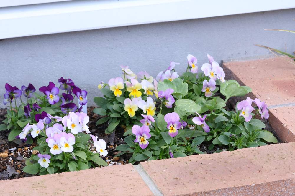 ビオラ ピンクレモンリップの投稿画像 By Yuka さん ビオラ パンジーと花壇と種からと種まきから育てると花のある暮らし 月12月3日 Greensnap グリーンスナップ