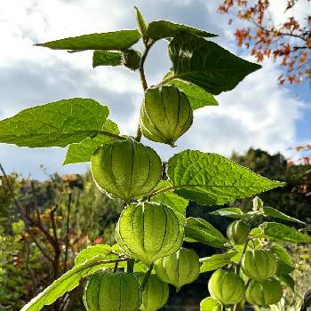 食用ホオズキの投稿画像一覧 Greensnap グリーンスナップ
