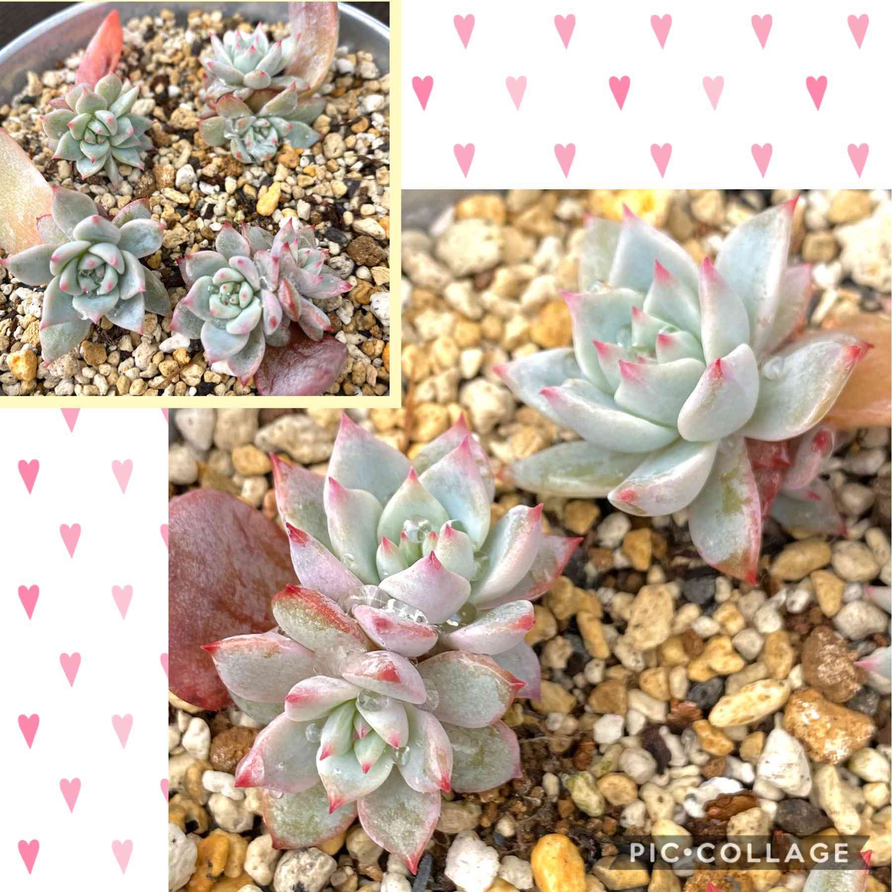 薄葉 多肉植物 Echeveria blue bird錦 - フラワー/ガーデン