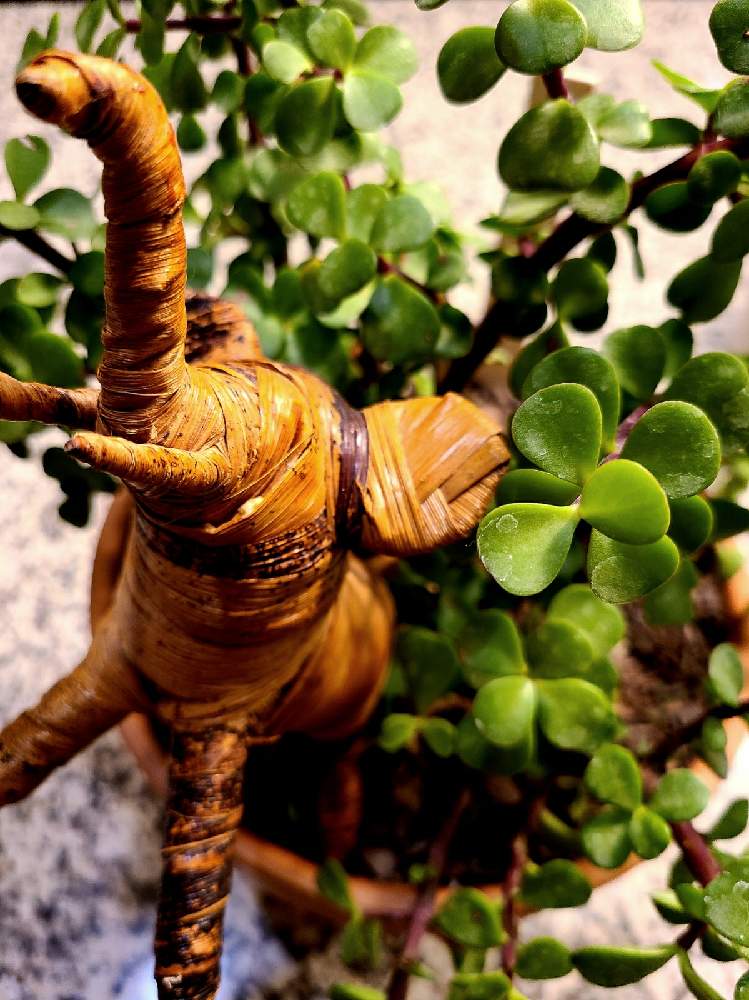 ポーチュラカリア雅楽の舞の投稿画像 By Kazさん 多肉植物と観葉植物とお気に入り と癒しとマイガーデンとインテリアと植物とおうち園芸と緑のある暮らしと雑貨とガーデニングと毎月3日は耳の日と花のある暮らしとテラコッタ鉢 月12月3日 Greensnap グリーン