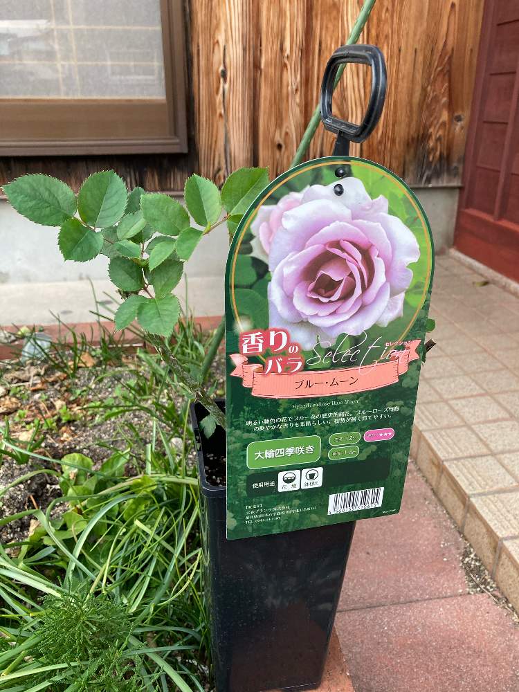 薔薇 ブルームーンの投稿画像 By Windyさん 薔薇 と薔薇 月12月3日 Greensnap グリーンスナップ