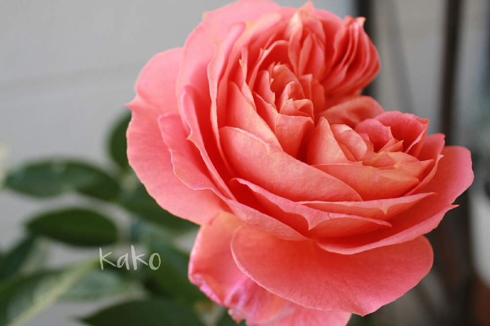 イーハトーブの香の投稿画像 By かこさん バラ初心者と花と緑のある暮らしとばら バラ 薔薇とマイガーデンと禅ローズとガーデニング 月12月3日 Greensnap グリーンスナップ