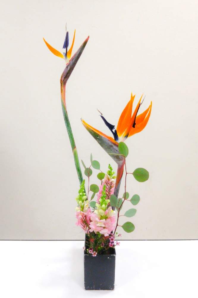 キンギョソウの投稿画像 By 圭さん ストレリチアとユーカリとワックスフラワーとメラレウカと日本の文化と日本の伝統とお稽古と自由花といけばな と花のある暮らしと生け花と日本の文化と日本の伝統とお稽古と自由花といけばなと花のある暮らしと生け花 月12月3日