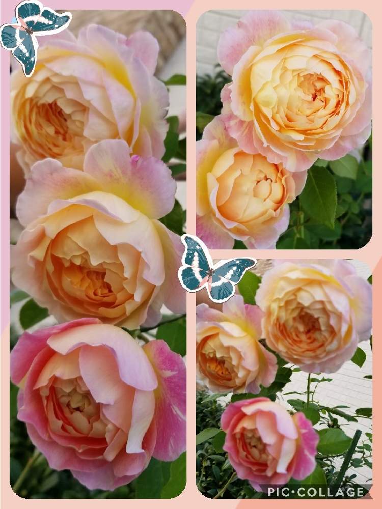 小さな庭の画像 by takiさん | 小さな庭とバラ好きとDelbard Rosesとバラ   クロードモネとおうち園芸と絞りと佳花園