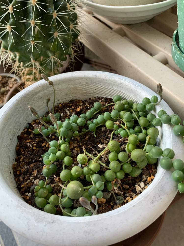 グリーンネックレスの投稿画像 By Sebeepさん 花芽とグリネちゃんと植物と暮らすと植物のある生活とグリネと可愛いいと植中毒と復活と植物観察と多肉花芽と植物に癒されて 月12月3日 Greensnap グリーンスナップ