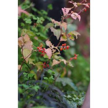OM-D E-M10の画像 by 我楽多さん | 小さな庭とジュズサンゴと12月の花とOLY ED 75mm F1.8とOM-D E-M10