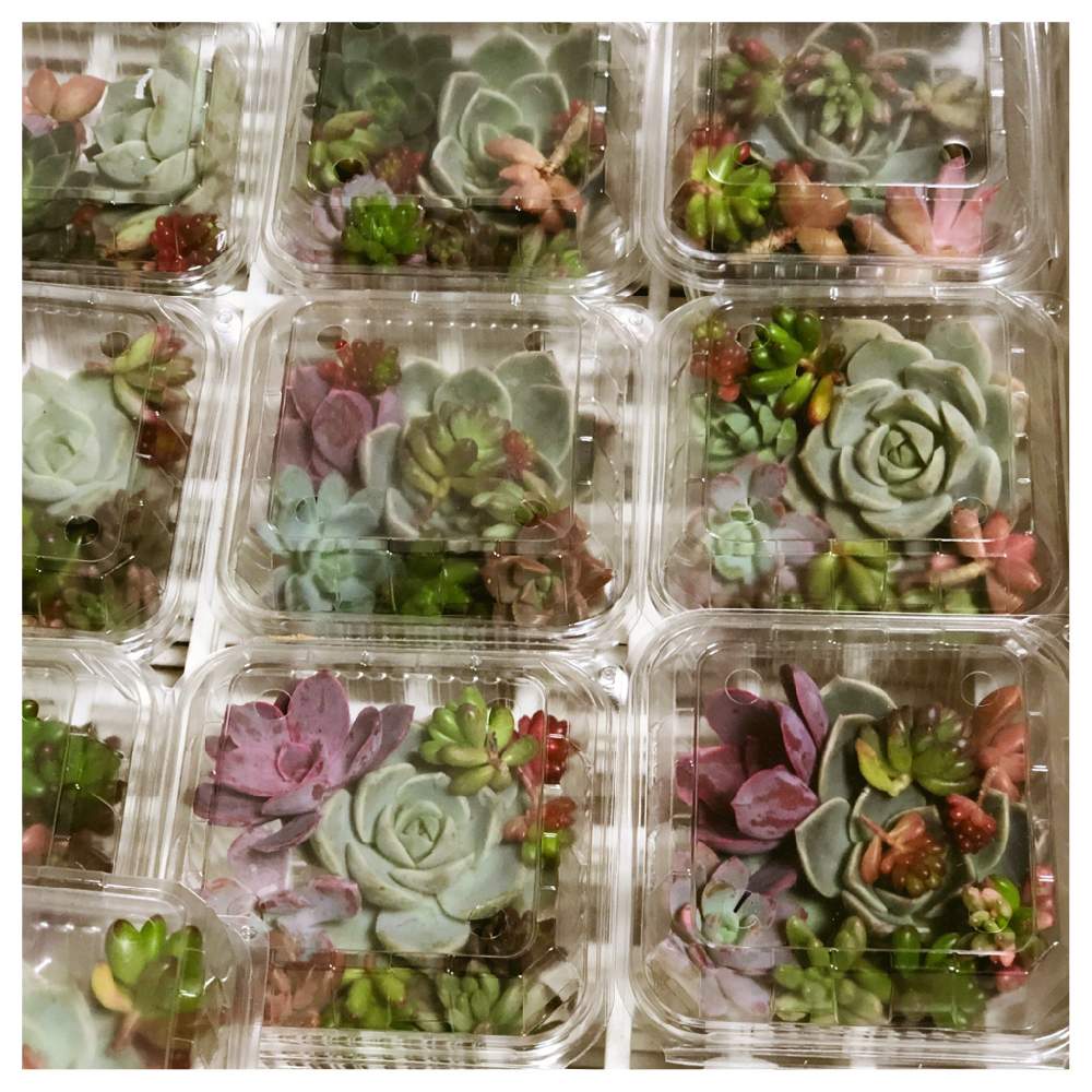 多肉植物の投稿画像 By Merrybellさん カット苗とインスタ販売と多肉苗と多肉屋さん 月12月3日 Greensnap グリーンスナップ