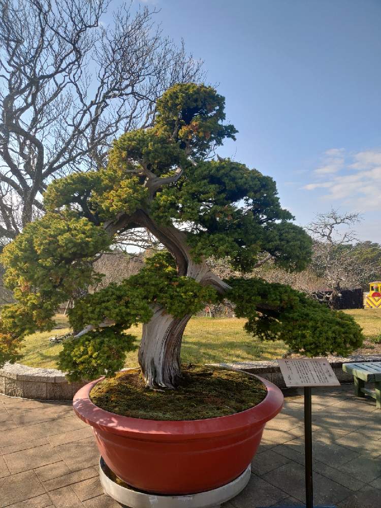 銀杏盆栽大物 - 植物/観葉植物