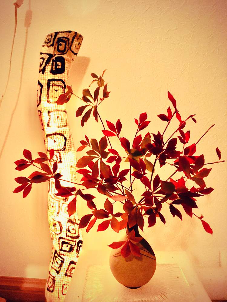 ドウダンツツジの投稿画像 By ツバキさん 紅葉フォトコンと一輪挿しと自己流と紅葉 と灯り 月12月4日 Greensnap グリーンスナップ