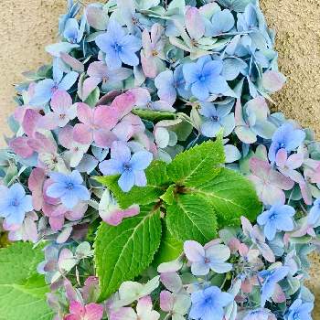 四季咲き紫陽花の投稿画像一覧 Greensnap グリーンスナップ