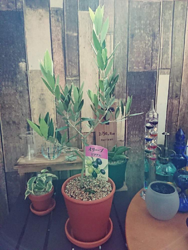 オリーブの投稿画像 By トラのすけさん 鉢植えのオリーブとサンスベリア サムライ ドワーフと斑入りベンジャミンとお部屋と観葉植物 月12月4日 Greensnap グリーンスナップ
