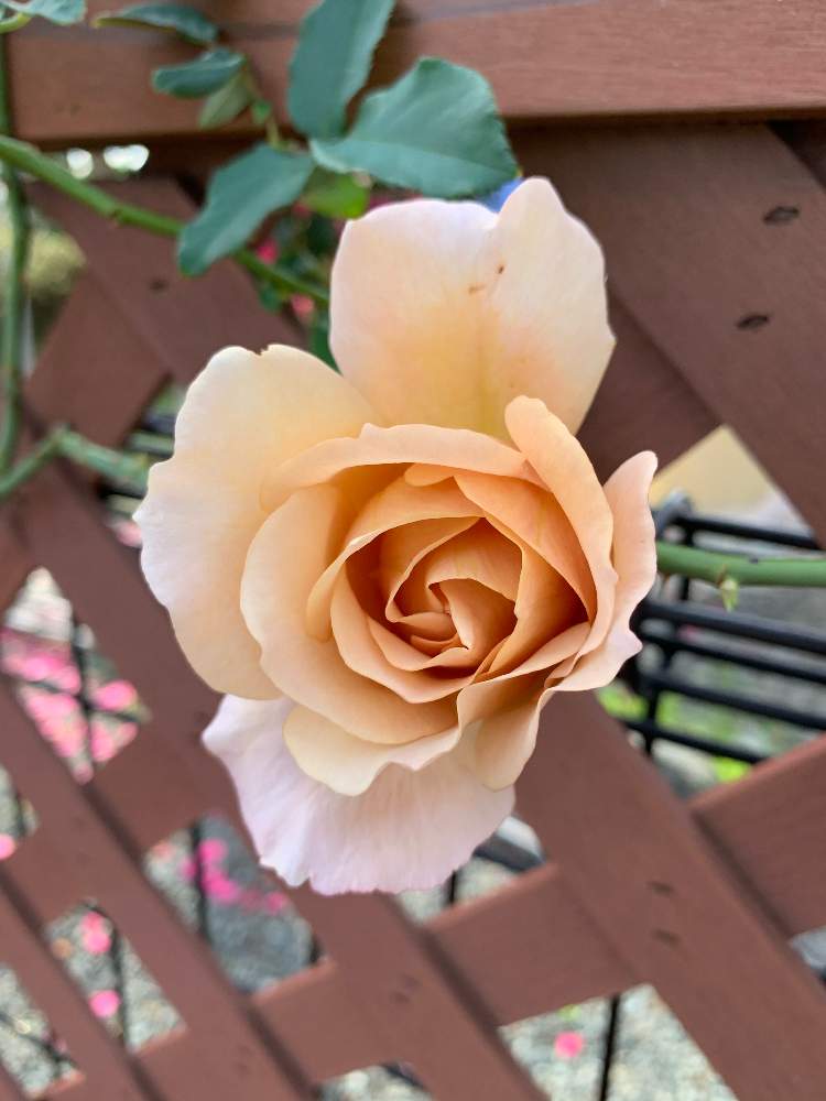 つるジュリアの投稿画像 By すーさん 秋バラと茶系のバラとおうち園芸とコンテナガーデンと薔薇 とバラ ミニバラとバラを楽しむ 月12月4日 Greensnap グリーンスナップ