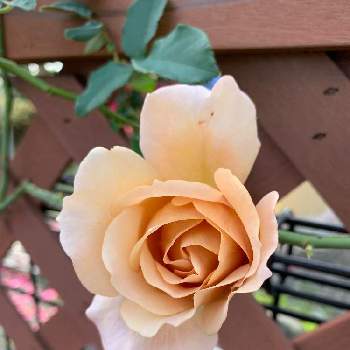 つるジュリアの投稿画像一覧 Greensnap グリーンスナップ