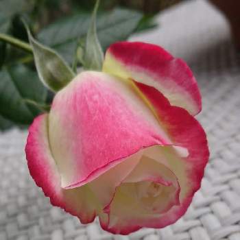 薔薇 ジュビレ・デュ・プリンス・ドゥ・モナコの画像 by BLANKAさん | テラスと薔薇と薔薇 ジュビレ・デュ・プリンス・ドゥ・モナコと鮮やかなと可愛い花とおうち園芸と花のある暮らし