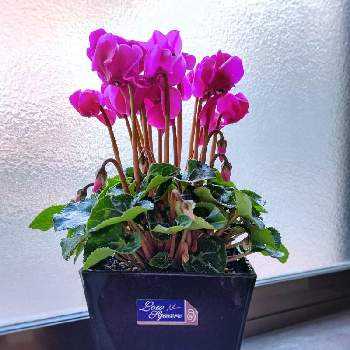 シクラメンの香りの投稿画像一覧 Greensnap グリーンスナップ