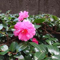 サザンカの画像