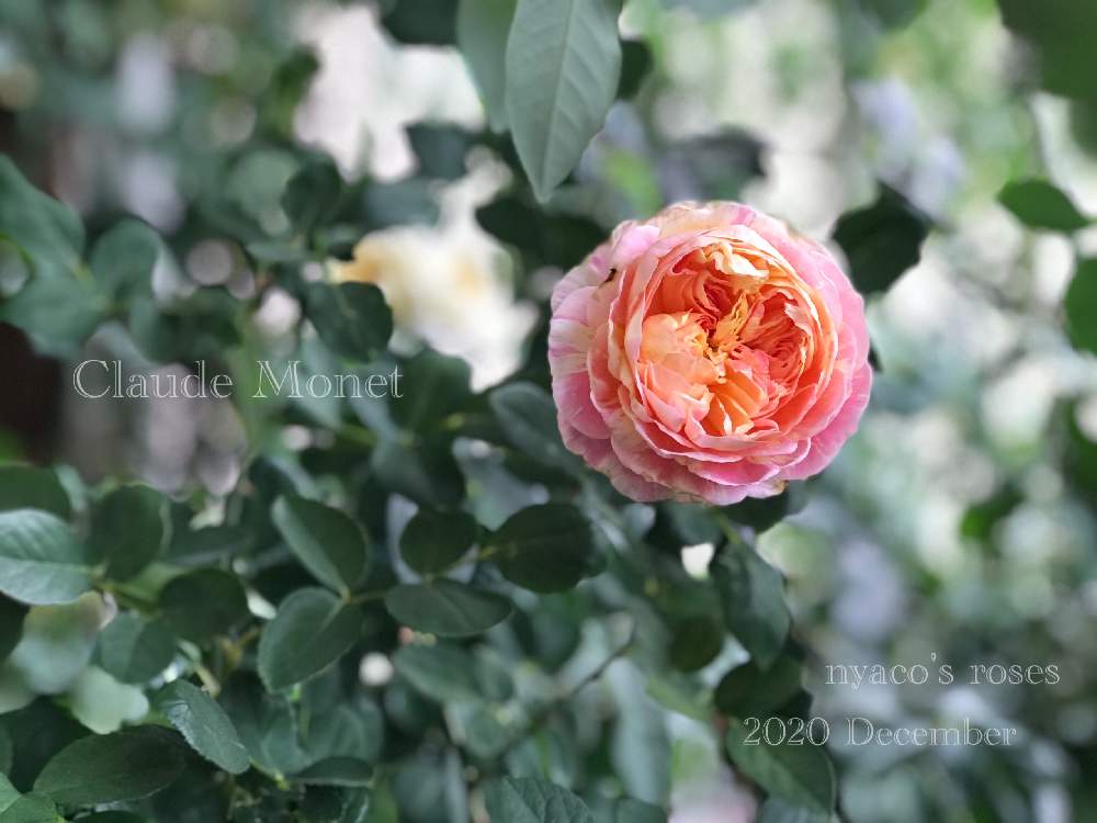 私のローズガーデンinベランダ の投稿画像 By Nyacoさん ばら バラ 薔薇と薔薇愛同盟と絞りのバラとベランダガーデニングとバラ のある暮らしとベランダガーデンとバラと夢clubとデルバールとクロード モネとフレンチローズとバラが好きとgsでバラ園と薔薇 とばら 薔薇